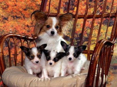 Normal-papillon-mom-and-puppies_2